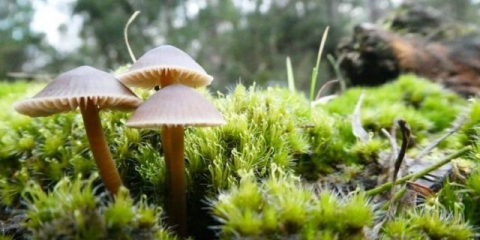 Mikena u obliku kape: kako izgleda, kako je razlikovati, fotografija